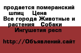 продается померанский шпиц  › Цена ­ 35 000 - Все города Животные и растения » Собаки   . Ингушетия респ.